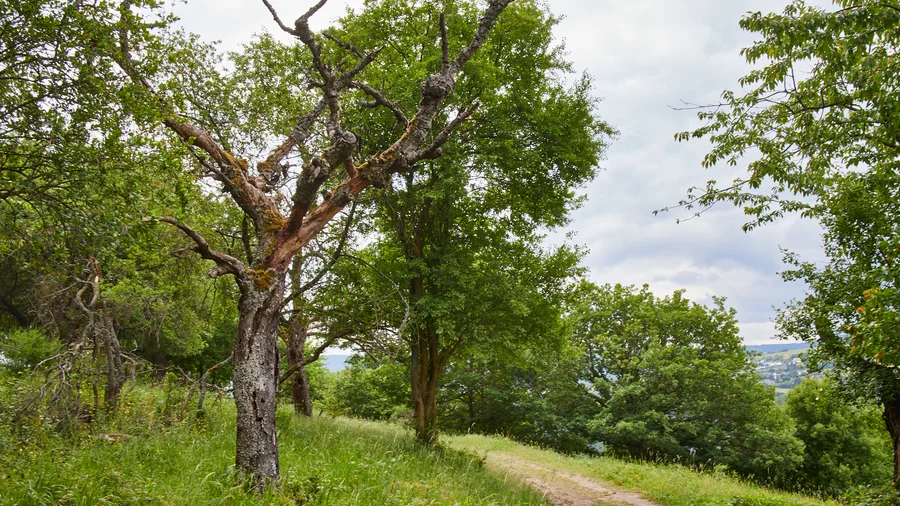 Wisper Trails: Rhein-Wisper-Glück 