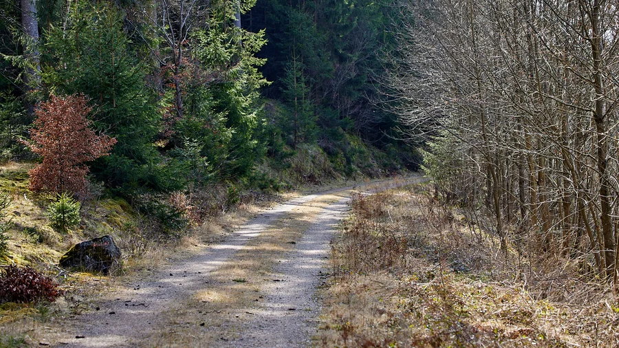 EifelSchleifel Auelbachtal - Auelbachtal