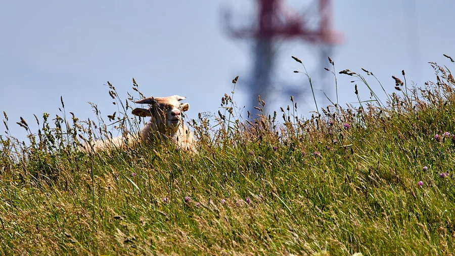 Helgoland