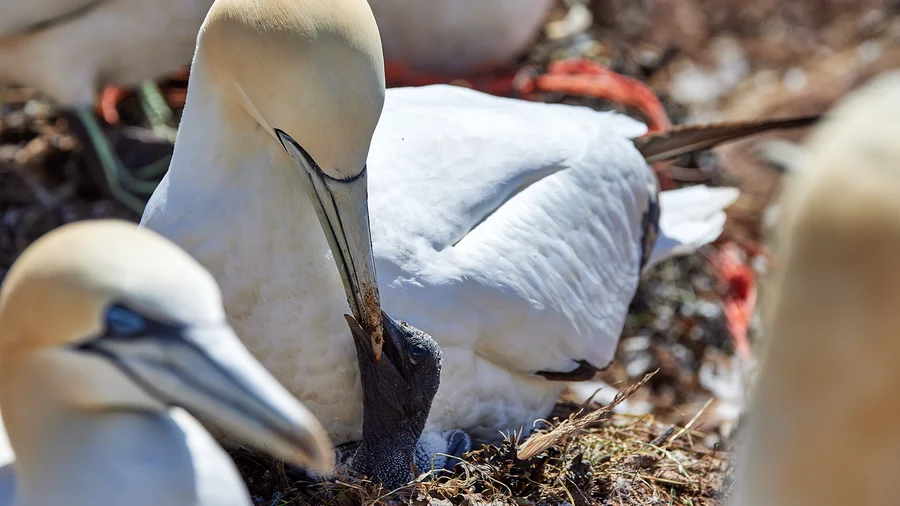 Basstölpel Helgoland